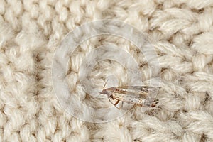 Common clothes moth Tineola bisselliella on knitted fabric, closeup. Space for text