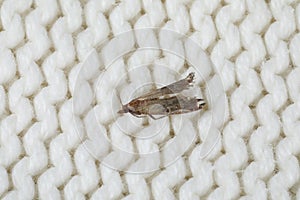 Common clothes moth Tineola bisselliella on white fabric, closeup