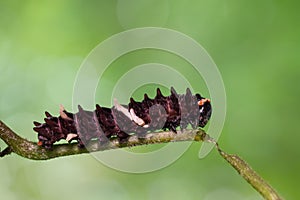 Common Clubtail caterpillar