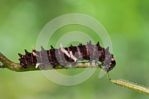 Common Clubtail caterpillar