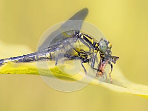 Common Clubtail Dragonfly