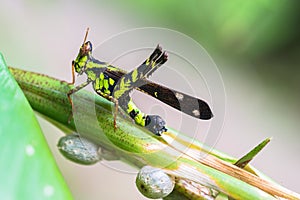 Common Clubtile dragonfly