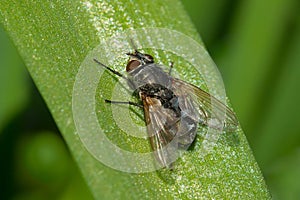 Cluster Fly - Genus Pollenia photo