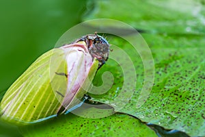 Common cockchafer on lotus flower