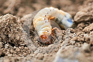 Larvas de puede un insecto 