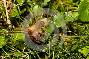 Common Cockchafer Melolontha melolontha