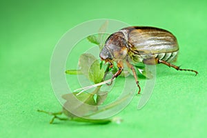 Common cockchafer from side view on green background with leaves