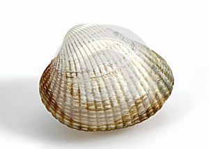 Common Cockle, cerastoderma edule against White Background