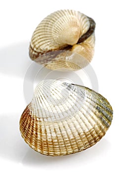 Common Cockle, cerastoderma edule, Fresh Shells against White Background