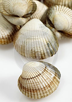 Common Cockle, cerastoderma edule, Fresh Shells against White Background