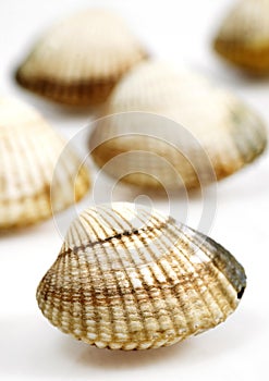 Common Cockle, cerastoderma edule, Fresh Shells against White Background