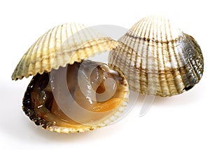 Common Cockle, cerastoderma edule, Fresh Shells against White Background