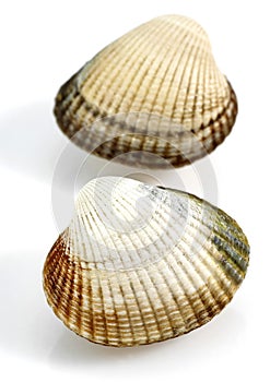 Common Cockle, cerastoderma edule, Shells against White Background