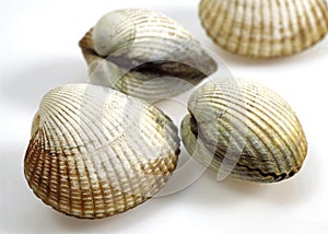 Common Cockle, cerastoderma edule, Shells against White Background