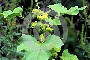 Common Cocklebur or Clotbur  19115