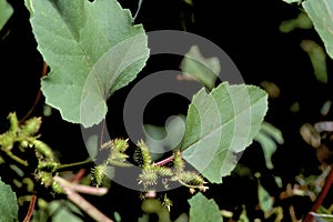 Common Cocklebur or Clotbur     41824