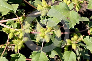 Common cocklebur, Large cocklebur, Xanthium strumarium photo