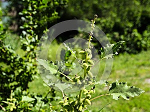 Common cocklebur, Large cocklebur, Xanthium strumarium, annual herb with wide leaves and oval fruits. It is used in medicine