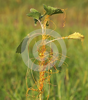 Common Cocklebur with parasitic plant on it known as European dodder