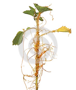Common Cocklebur with parasitic plant on it known as European dodder, isolated on white