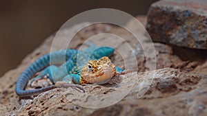 Common collared lizard