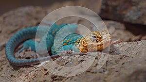 Common collared lizard