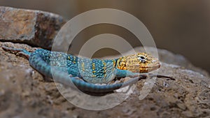 Common collared lizard