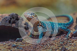 Common collared lizard