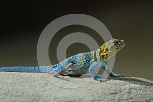 Portrait of a beautiful common collared lizard