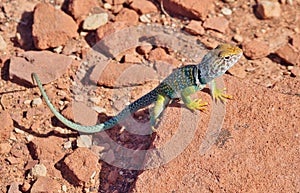 Male Collared Lizard in Desert near Winslow, Arizona photo