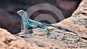 Male Collared Lizard in Desert near Winslow, Arizona photo