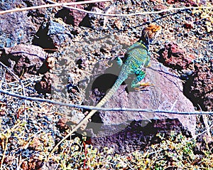 Male Collared Lizard in Coconino National Forest photo