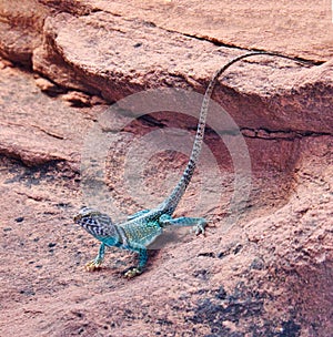 Male Collared Lizard in Desert near Winslow, Arizona photo