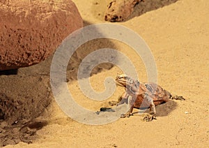 Common collared lizard photo