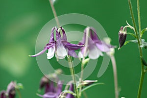 Common columbine closeup with green background