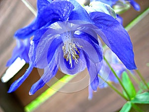 Common Columbine Flower Closeup