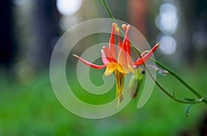 Common Columbine, Tuolumne Meadows, Yosemite National Park