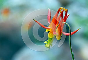 Common Columbine, Tuolumne Meadows, Yosemite National Park