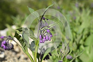 Common comfrey photo