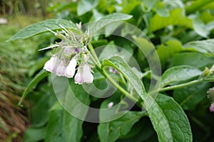 Common comfrey herb on green background cultivated in garden