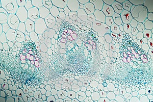 common comfrey stem cross-section,