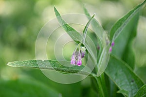 Common comfrey Symphytum officinale with drooping pink flowers