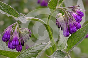 Common comfrey Symphytum officinale with drooping purple flowers