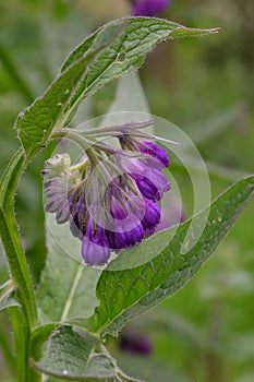 Common comfrey Symphytum officinale with drooping violet flowers