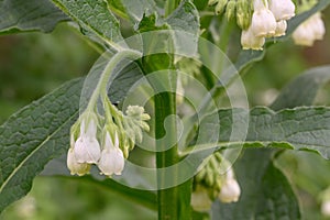 Common comfrey Symphytum officinale with drooping white flowers