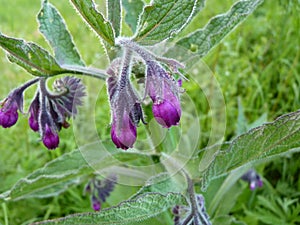 Common comfrey Symphytum officinale with flowers