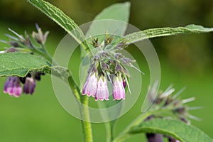 Common comfrey symphytum officinale flowers