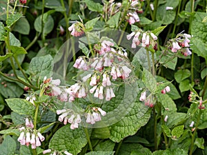 Common comfrey Symphytum officinale flowers and leaves photo