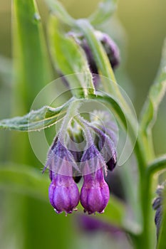 Common comfrey Symphytum officinale purple flowers