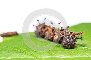 Common Commander caterpillars